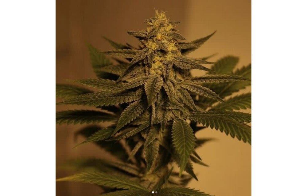Mothership OG Fem 5 pk