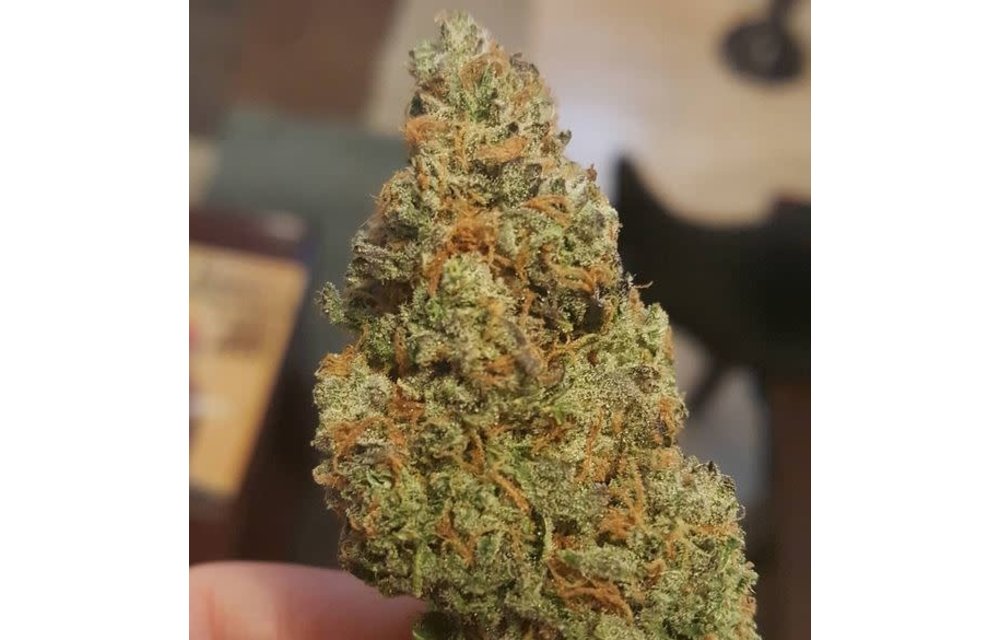 Mothership OG Fem 5 pk