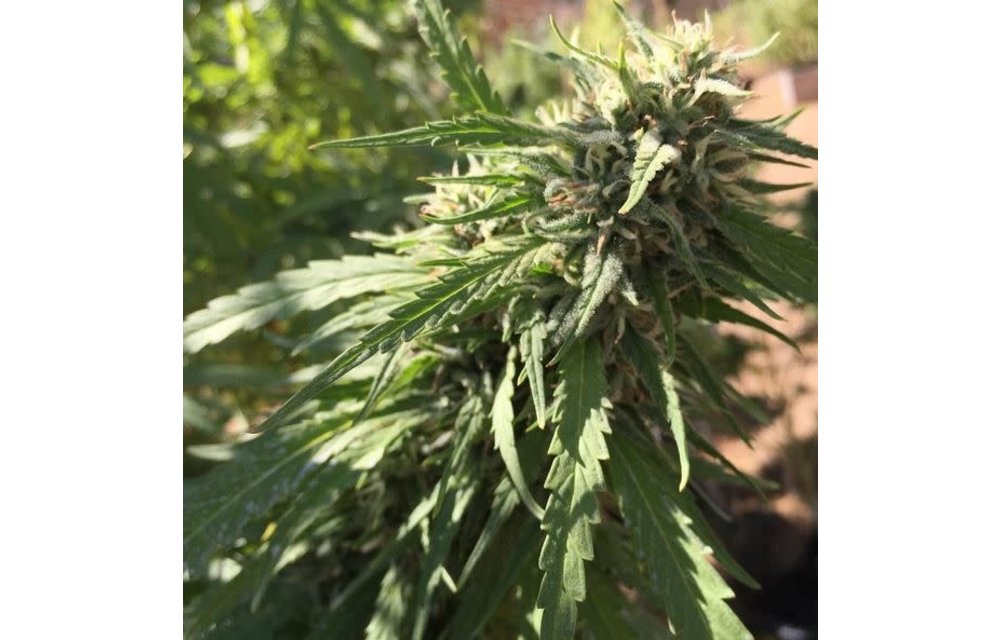 Super Jack x Fruity Pebbles Fem 5 pk