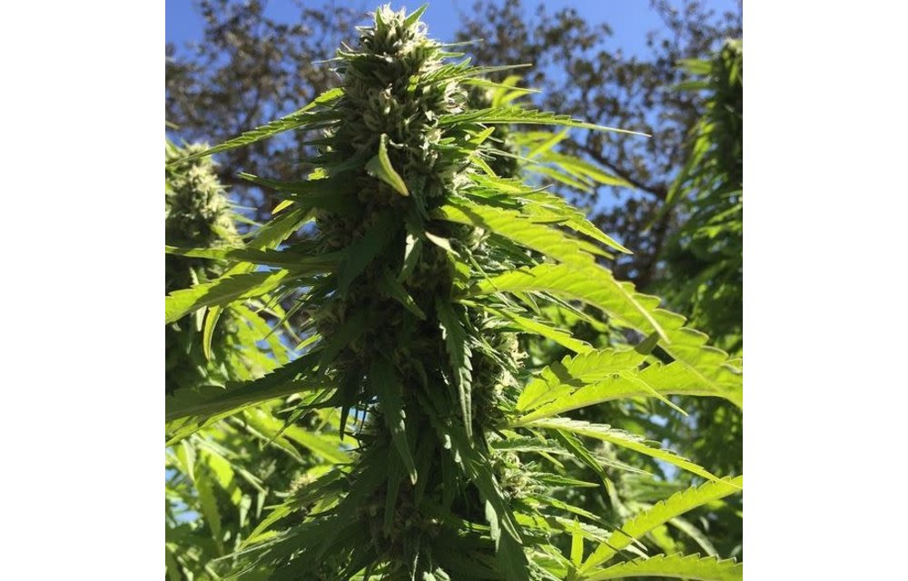 Super Jack x Fruity Pebbles Fem 5 pk