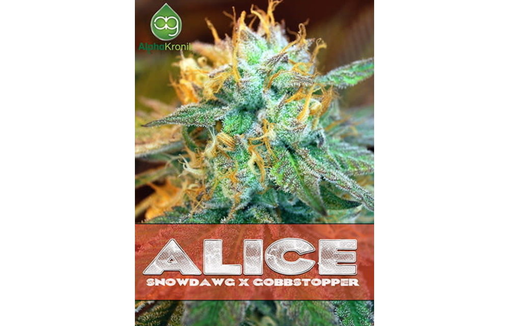 Alice Reg 5 pk