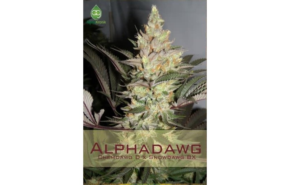 Alphadawg Reg 5 pk