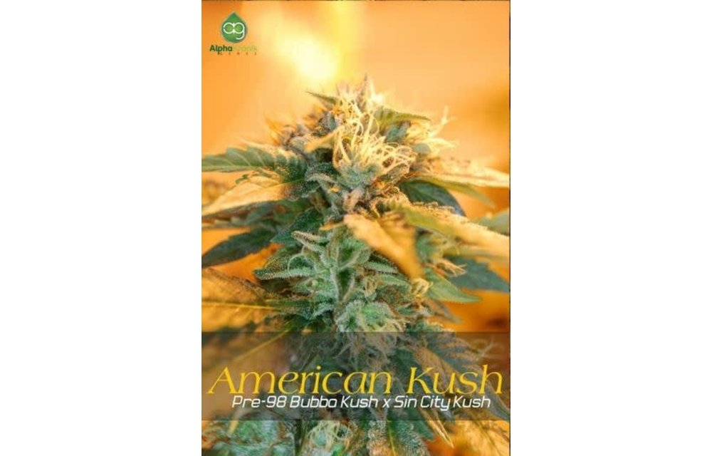 American Kush Reg 10 pk