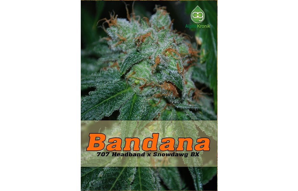 Bandana Reg 5 pk