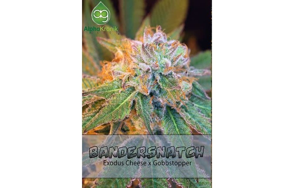 Bandersnatch Reg 10 pk