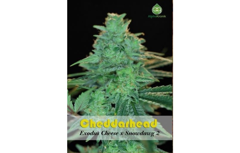 Cheddarhead Reg 10 pk