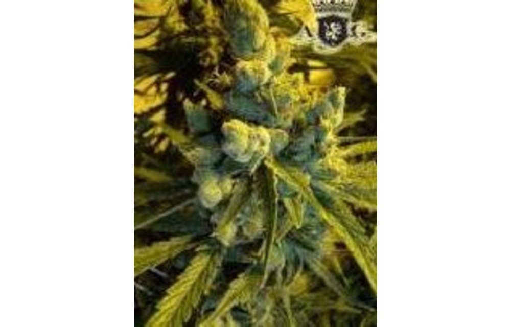 Cheddarwurst Reg 5 pk