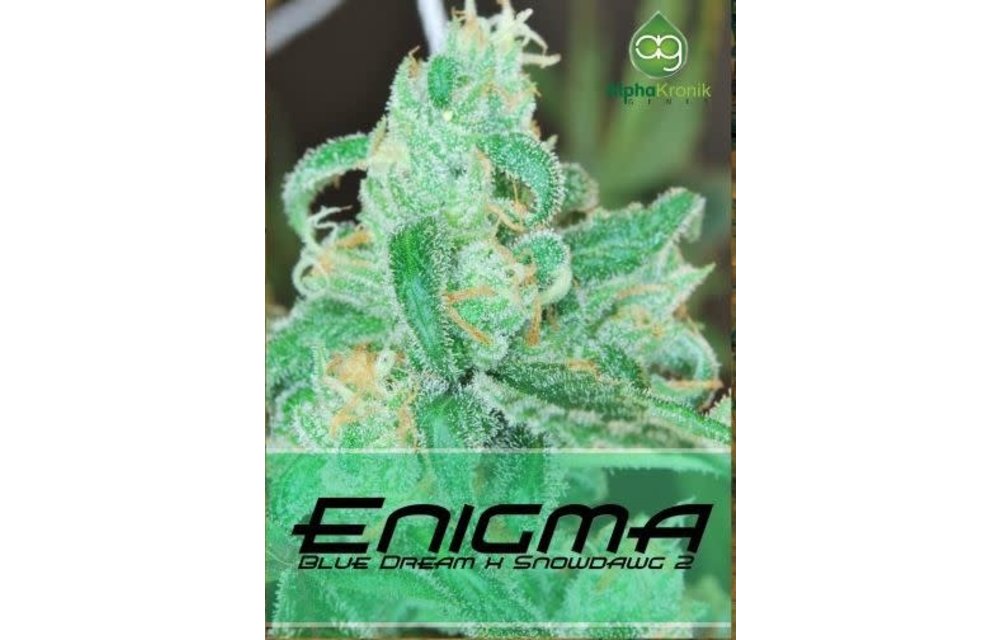 Enigma Reg 10 pk