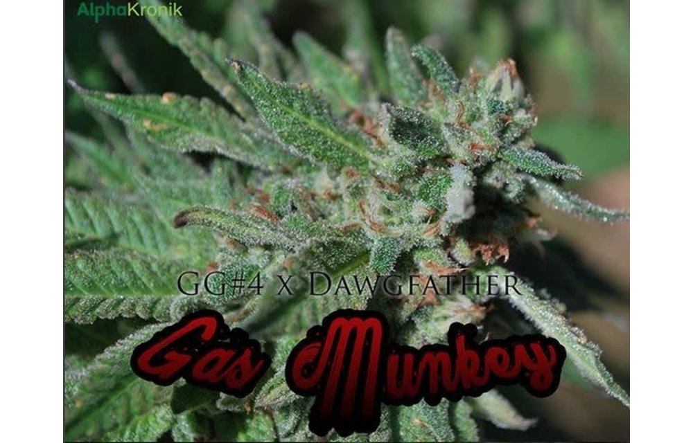Gas Munkey Reg 10 pk