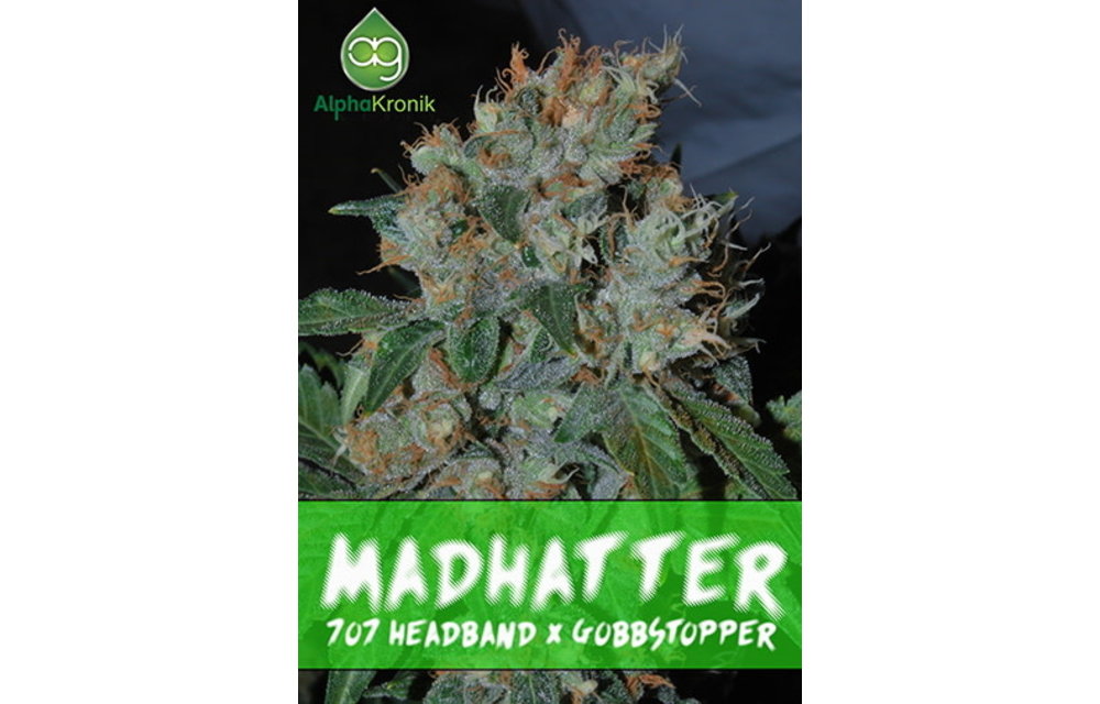 Mad Hatter Reg 5 pk