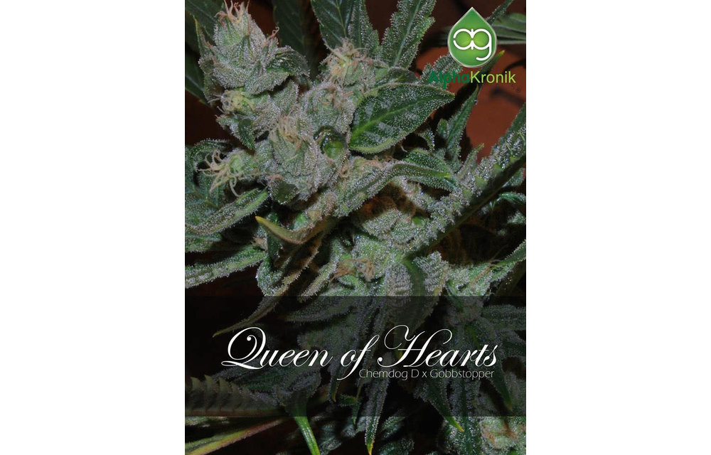 Queen of Hearts Reg 5 pk