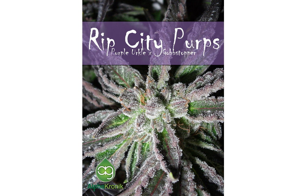 Ripcity Purps Reg 5 pk