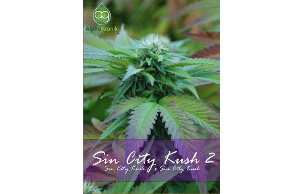 Sin City Kush 2 Reg 5 pk