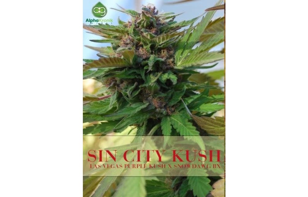 Sin City Kush Reg 5 pk