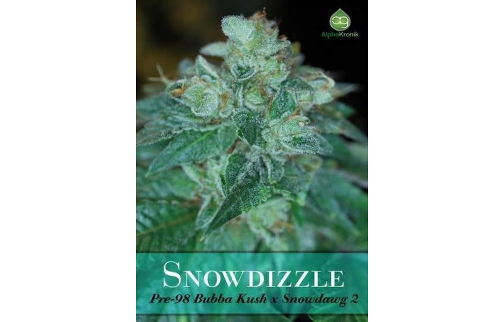 Snowdizzle Reg 5 pk