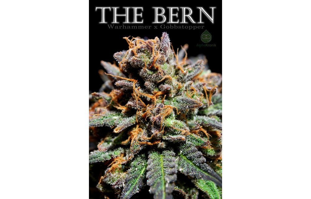 The Bern Reg 10 pk