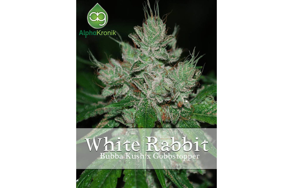 White Rabbit Reg 10 pk