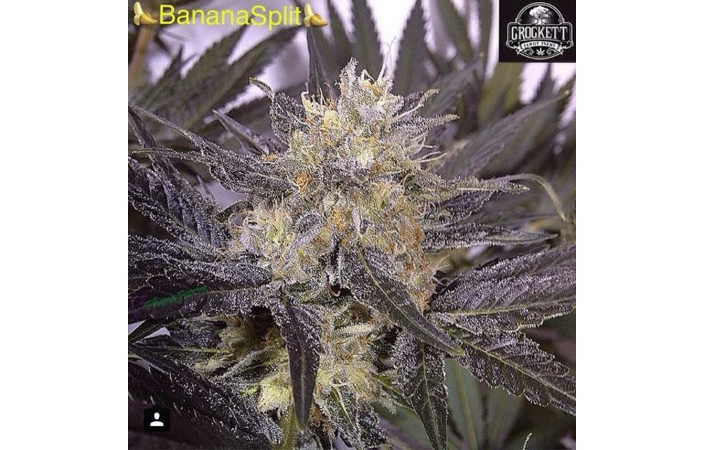 Banana Split Reg 12 pk