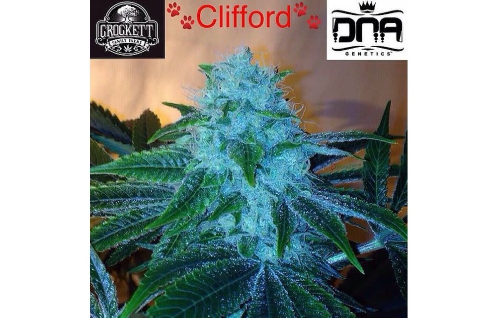 Clifford Reg 12 pk