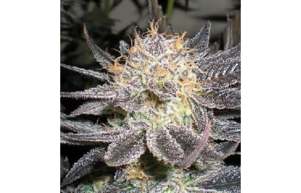 Apothecary Ape Berry Reg 10pack