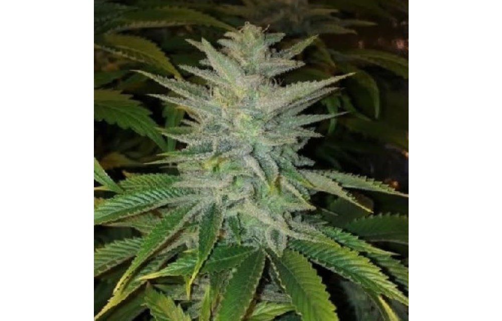 Apothecary Banana OG Reg 10pack