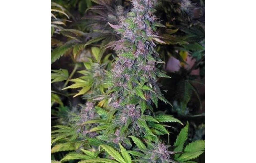 Apothecary Black & Blueberry Reg 10pack