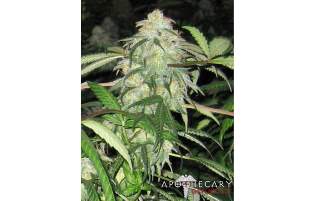 BWB OG Reg 10 pk