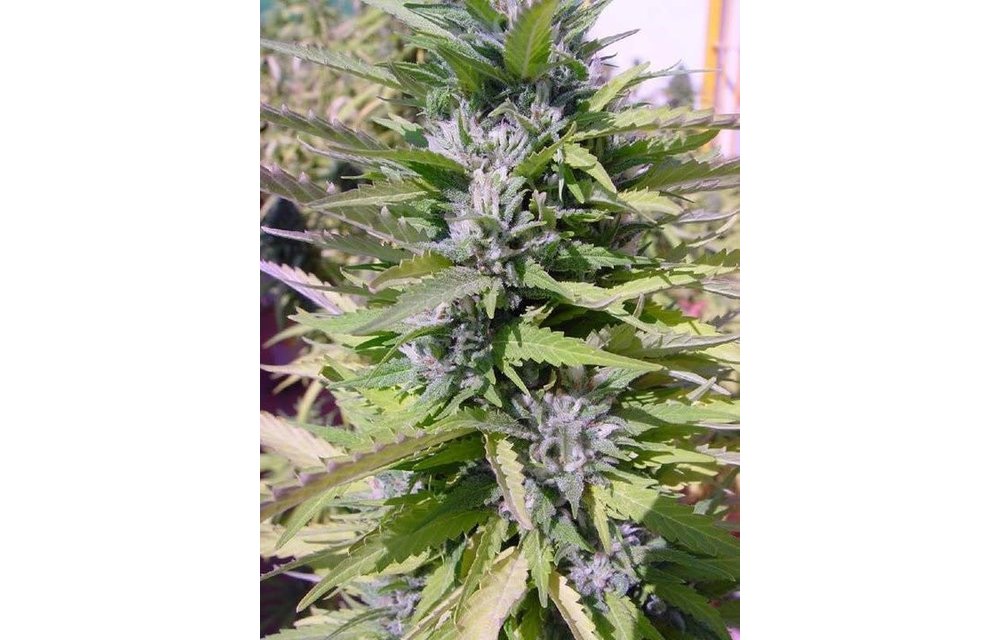 Cannaberry Reg 10 pk