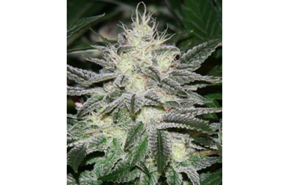 Chem D Reg 10 pk