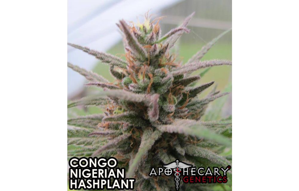 Congo x Nigerian x Hashplant Reg 10 pk