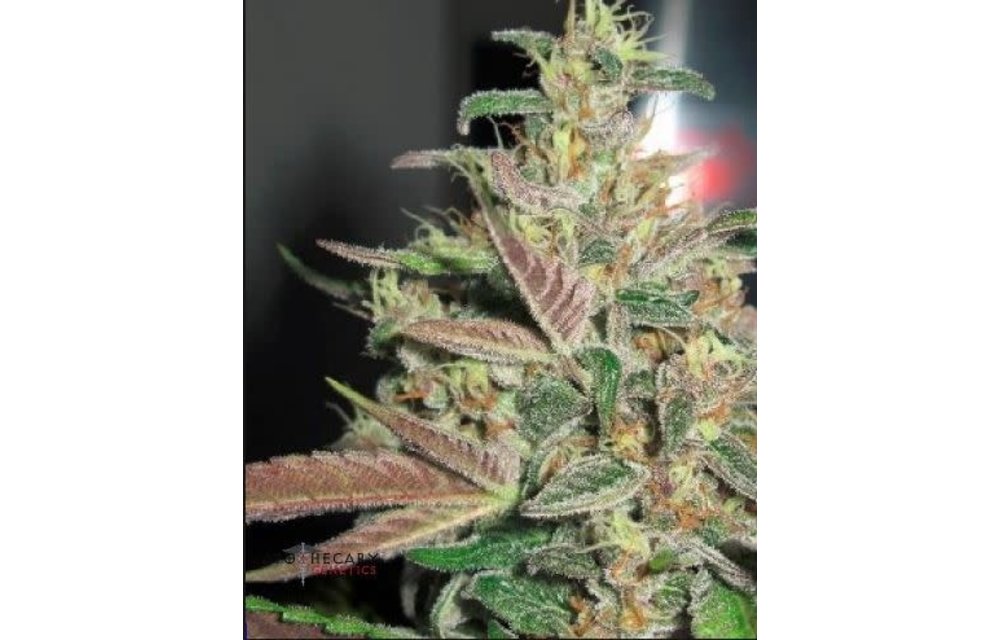 Frosty Berry Reg 10 pk