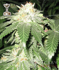 Products tagged with Kush