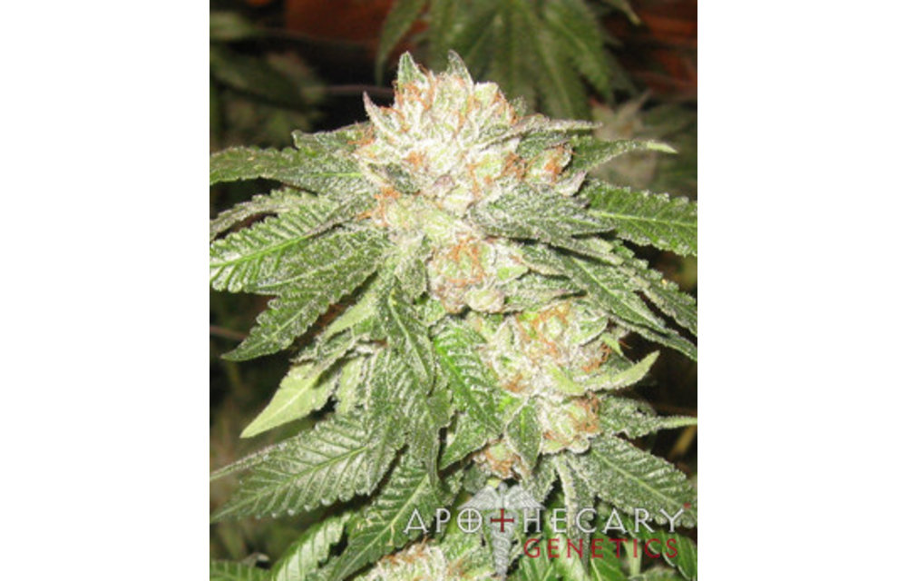Rascal OG Reg 10 pk