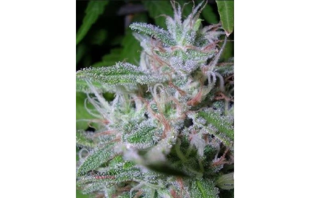 Apothecary Razzberry OG Reg 10pack