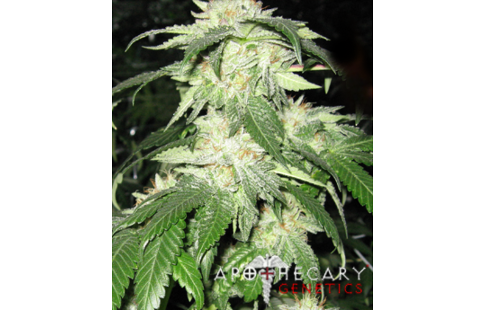 Regulator OG Reg 10 pk