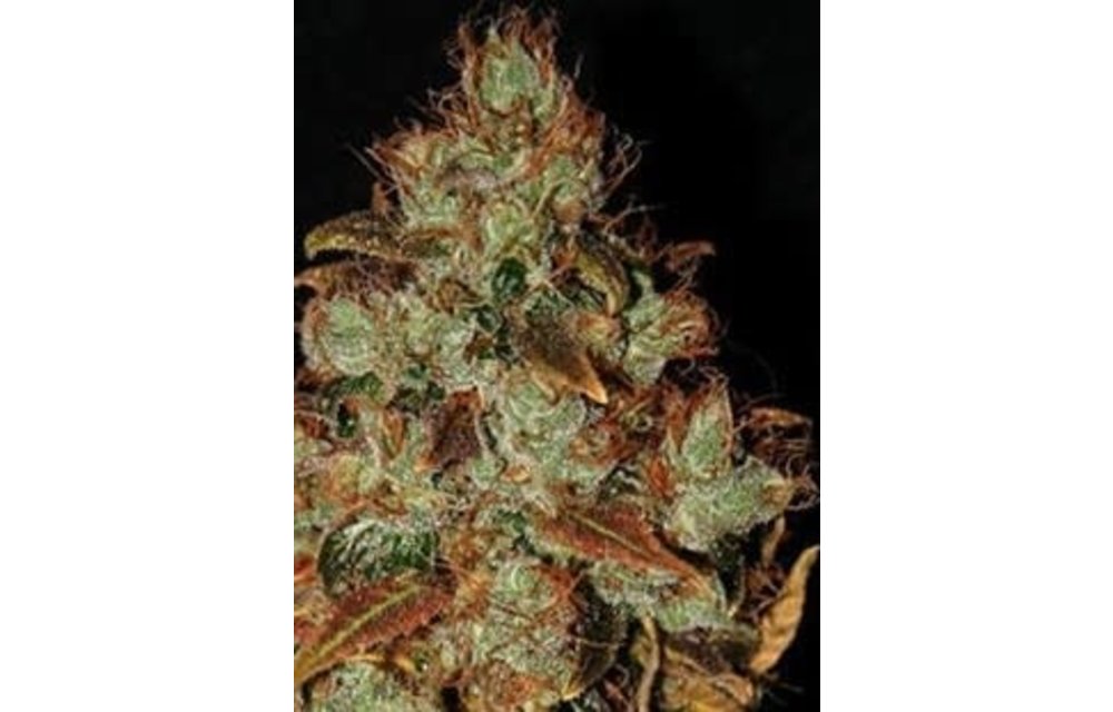Apothecary Sour Diesel Reg 10 pk