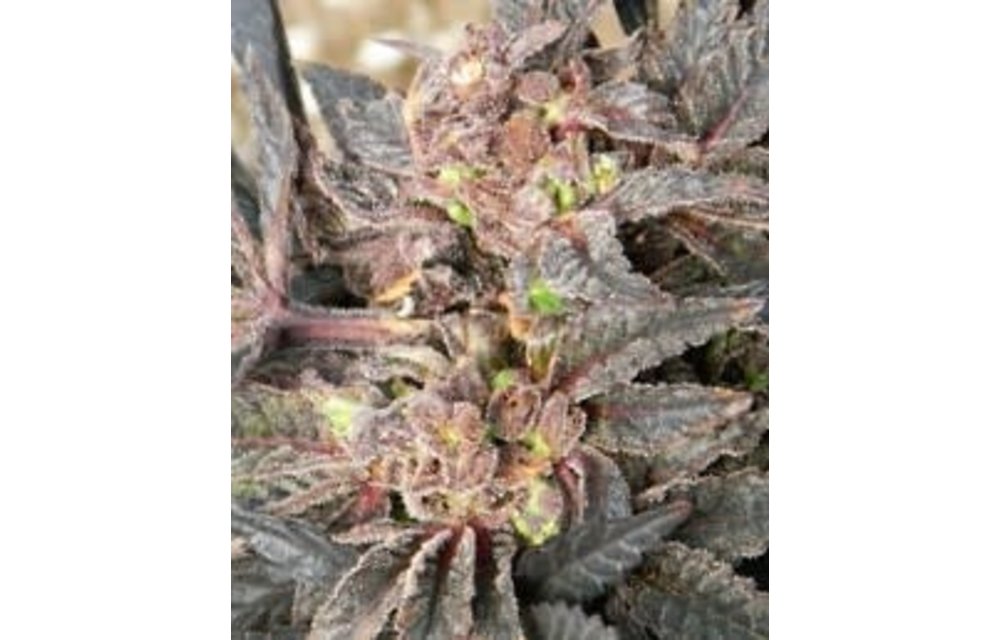 Apothecary Sour Grapes Reg 10pack