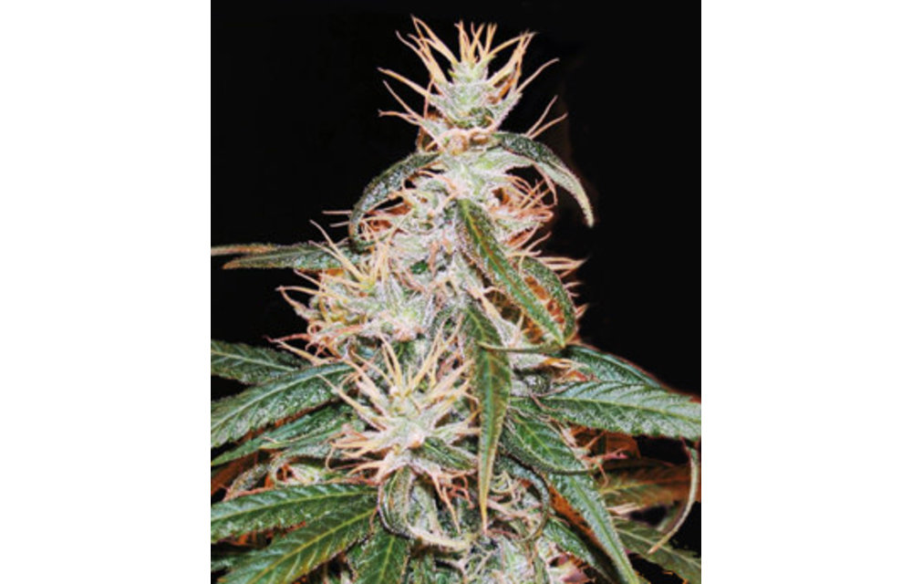 Apothecary Yorba Bontu Nigerian OG Reg 10pack
