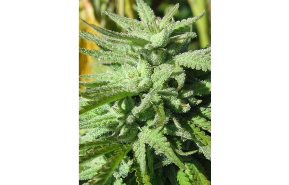 BC Hash Plant Fem 6 pk