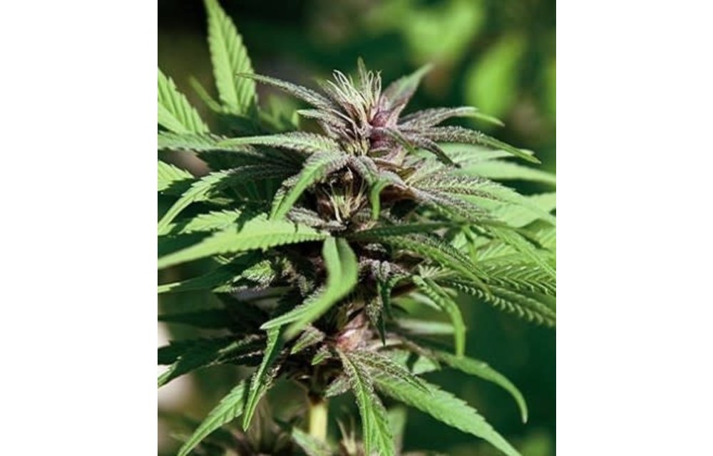 Dream Berry Reg 10pk