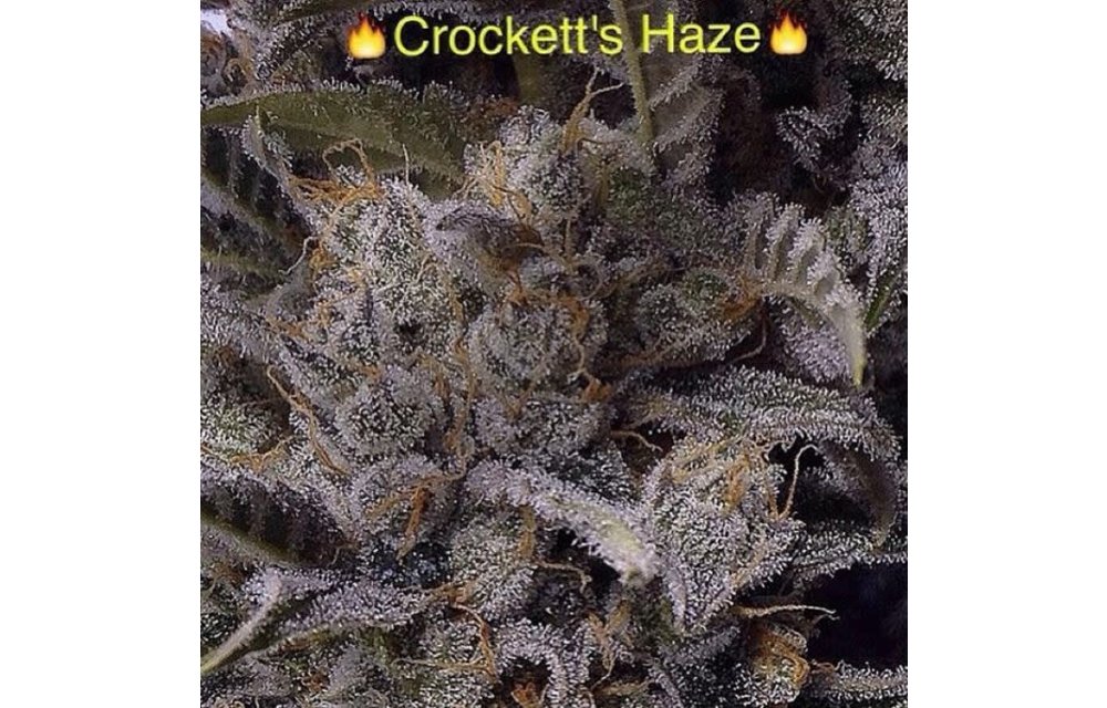 Crockett's Haze Reg 12 pk
