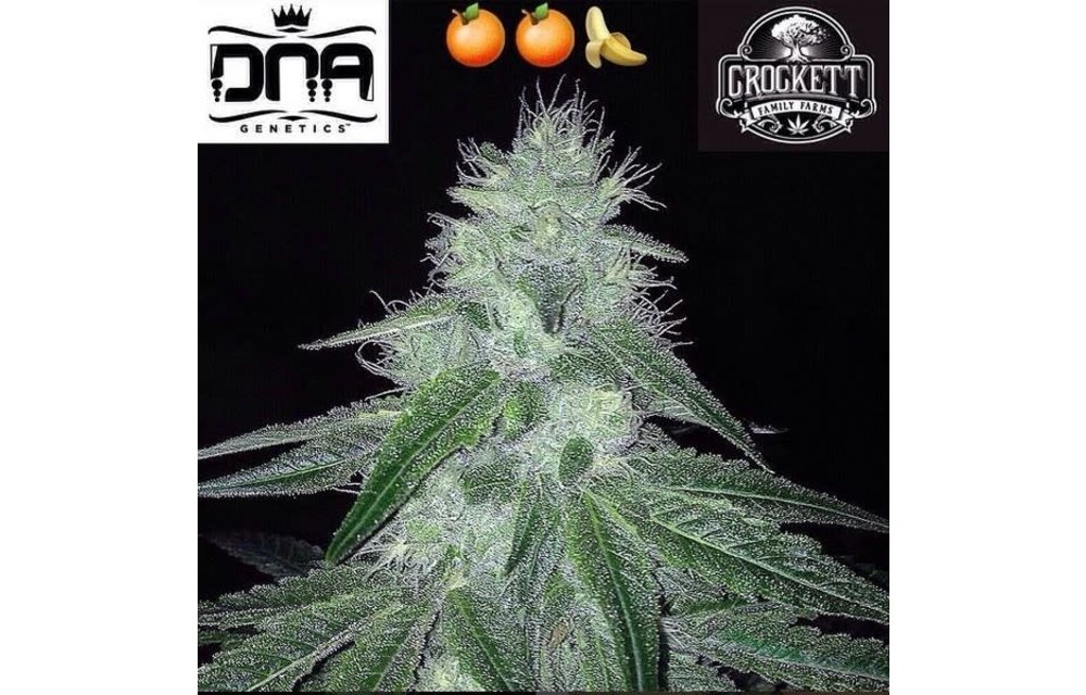 Double Tangie Banana Reg 12 pk