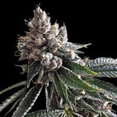 Products tagged with Kush