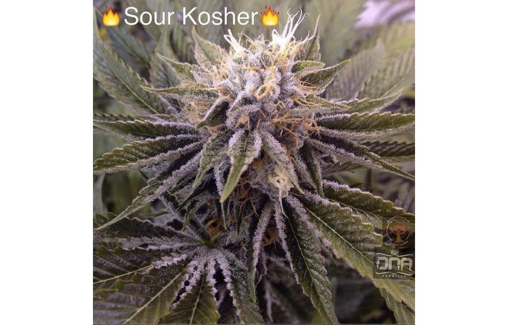 Sour Kosher Reg 12 pk