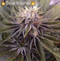 Products tagged with Kush