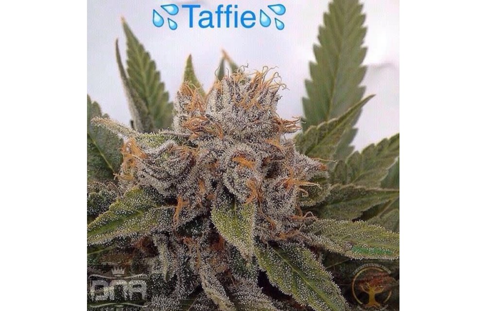 Taffie Reg 12 pk