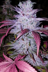 Feminized Hybrid Seeds