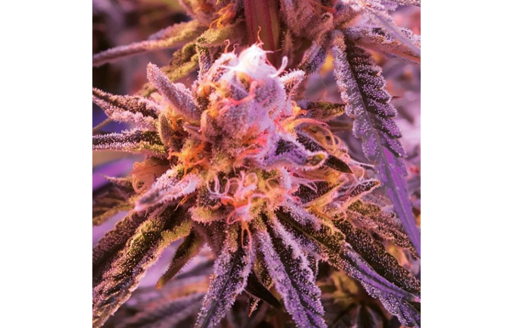 Slurricane Fem 10 pk
