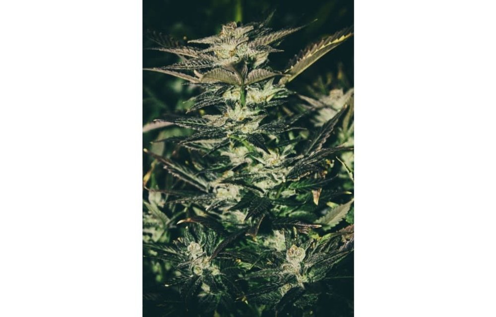 Jupiter OG Fem 6 pk