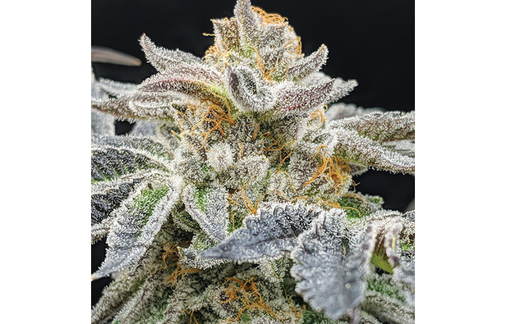 Mendo Cookies Reg 12 pk